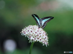 アリウムに舞う