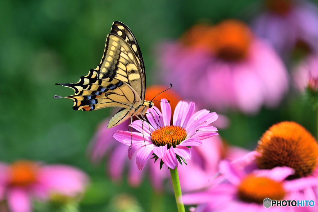 エキナセアにキアゲハ