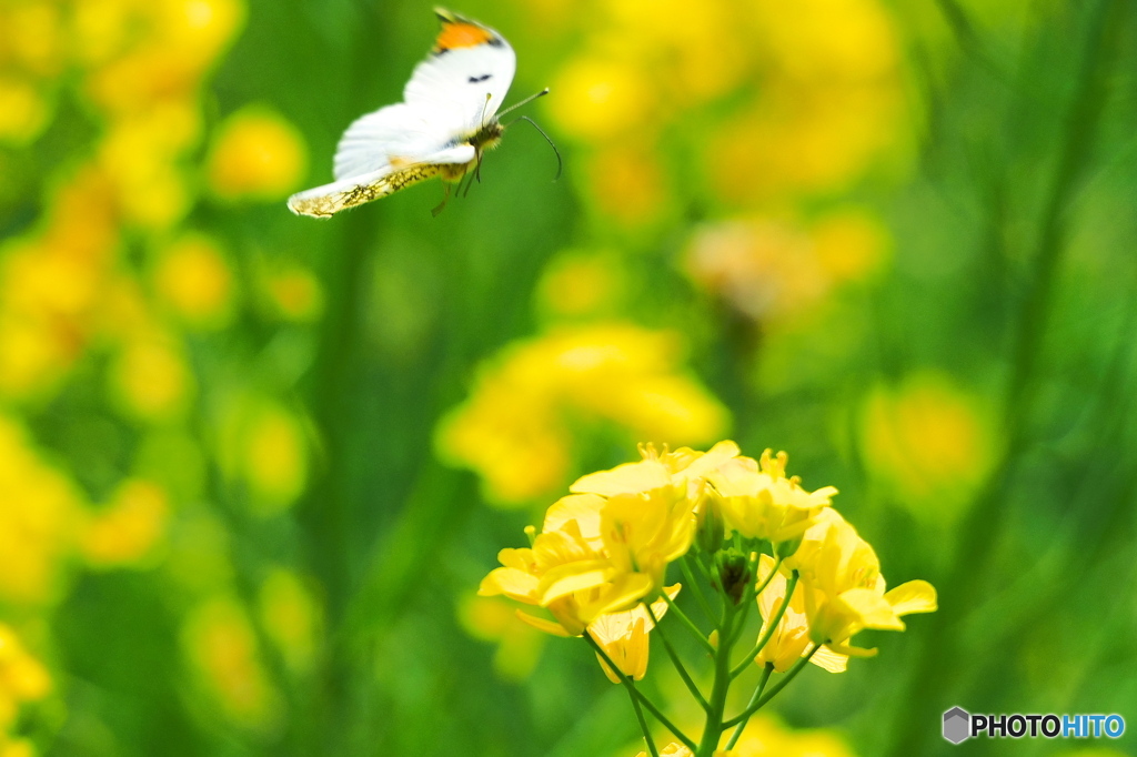 菜の花に舞う