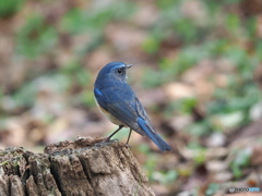 幸せ運ぶ青い鳥