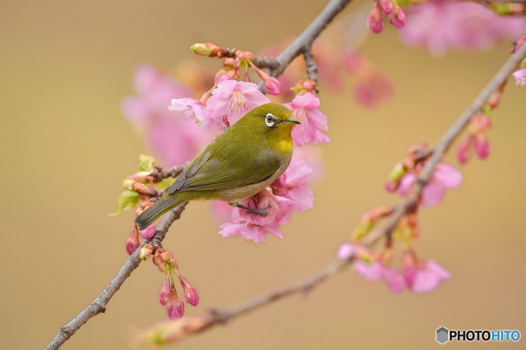 河津桜で