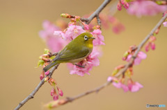 河津桜で