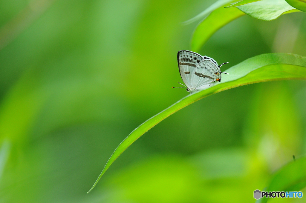 ミズイロオナガシジミ
