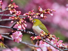 メジロと 河津桜