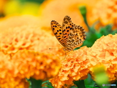 お花畑のツマグロヒョウモン