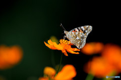 キバナコスモスにヒメアカタテハ