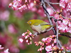 春の光を浴びて