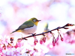 まったりメジロさん