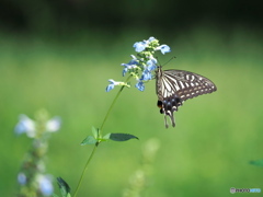 ボックセージにアゲハチョウ