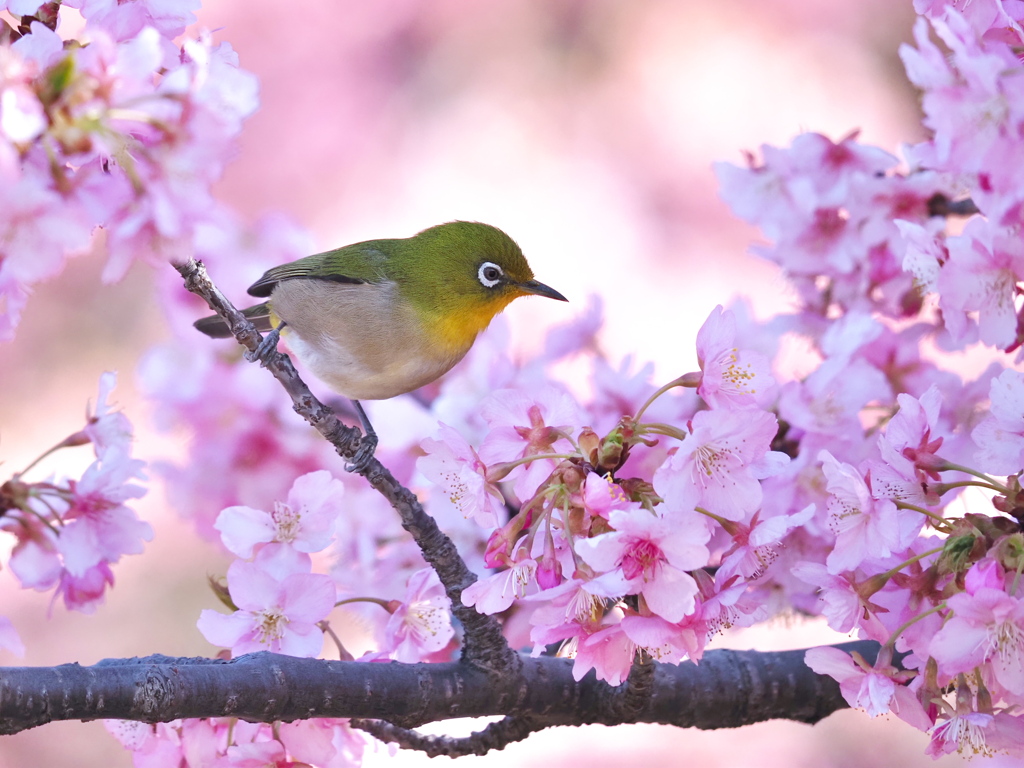 河津桜にメジロ