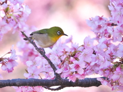 河津桜にメジロ