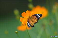 キバナコスモスにツマグロヒョウモン