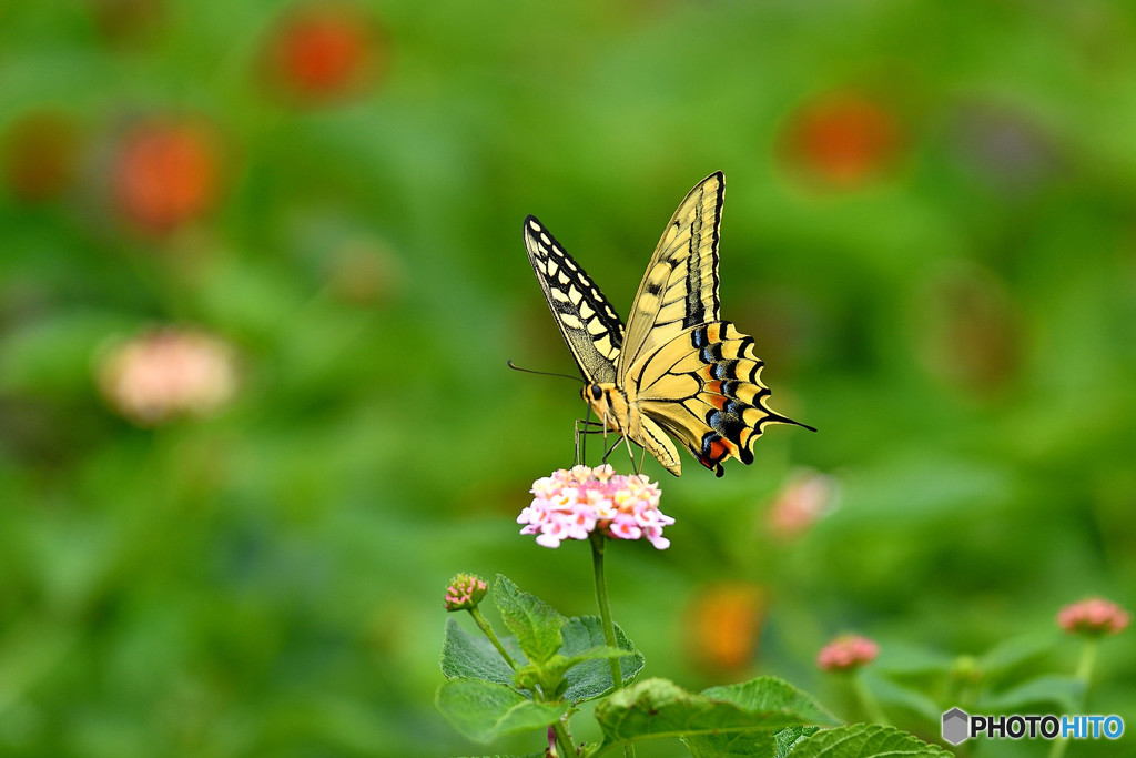ランタナにキアゲハ