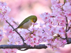 メジロの吸蜜
