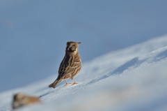 雪上のカシラダカ