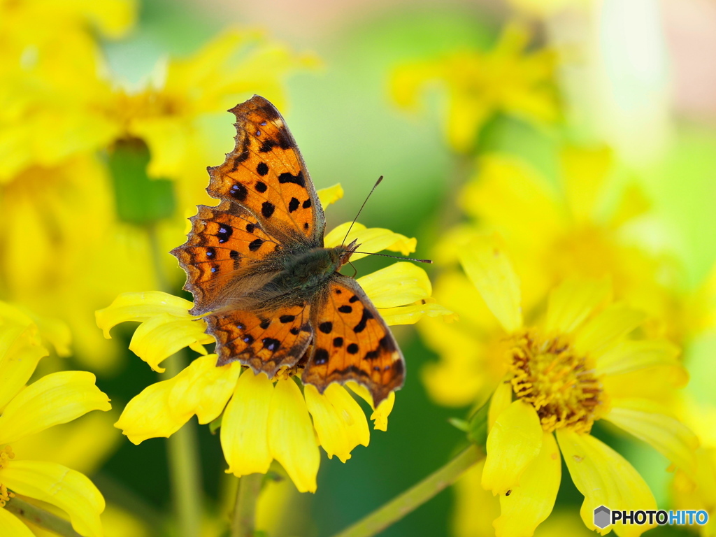 小春日和の穏やかな日