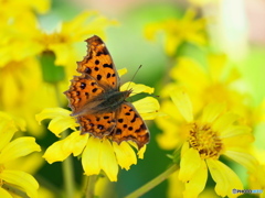 小春日和の穏やかな日