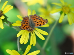 木洩れ日の中で