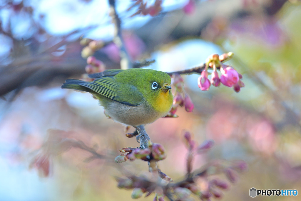 河津桜にメジロ