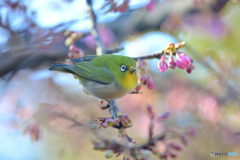 河津桜にメジロ
