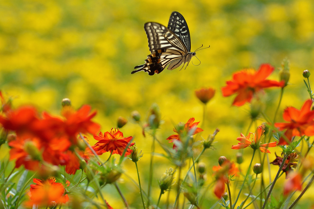 アゲハチョウの飛翔
