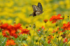 アゲハチョウの飛翔