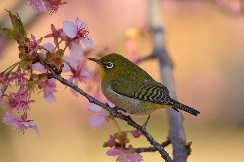 春近し