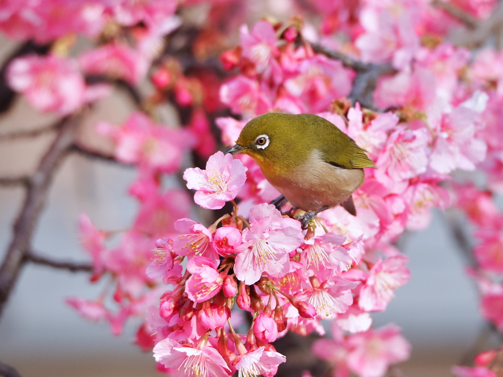 春爛漫