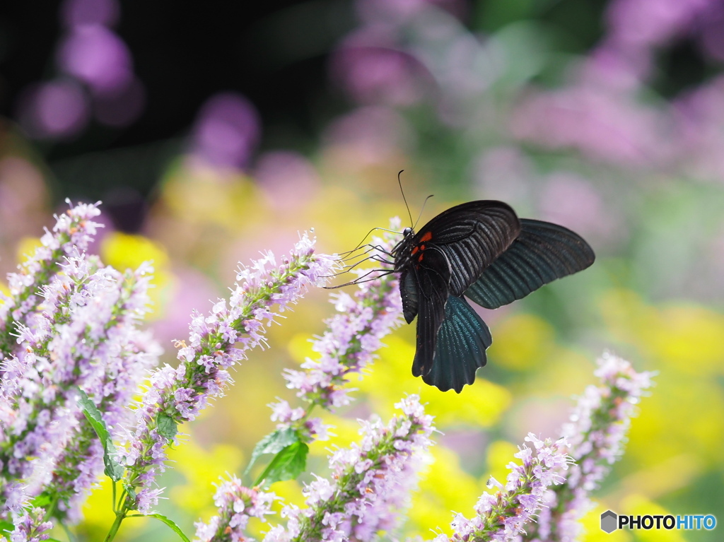 アニスヒソップとナガサキアゲハ