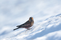 雪のハギマシコ