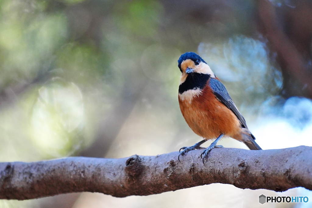 フレンドリーなヤマガラさん