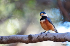 フレンドリーなヤマガラさん