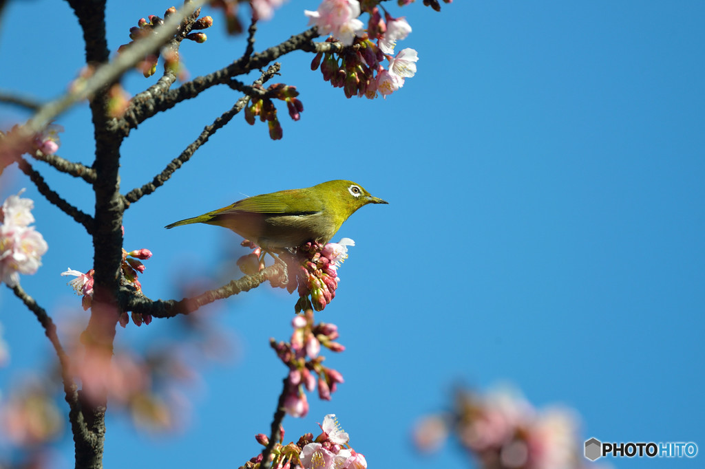 寒桜にメジロ