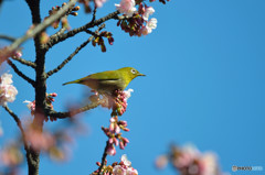 寒桜にメジロ