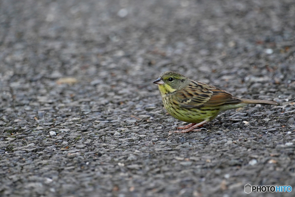 可愛いアオジさん
