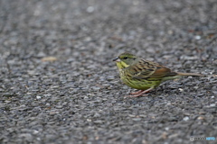 可愛いアオジさん