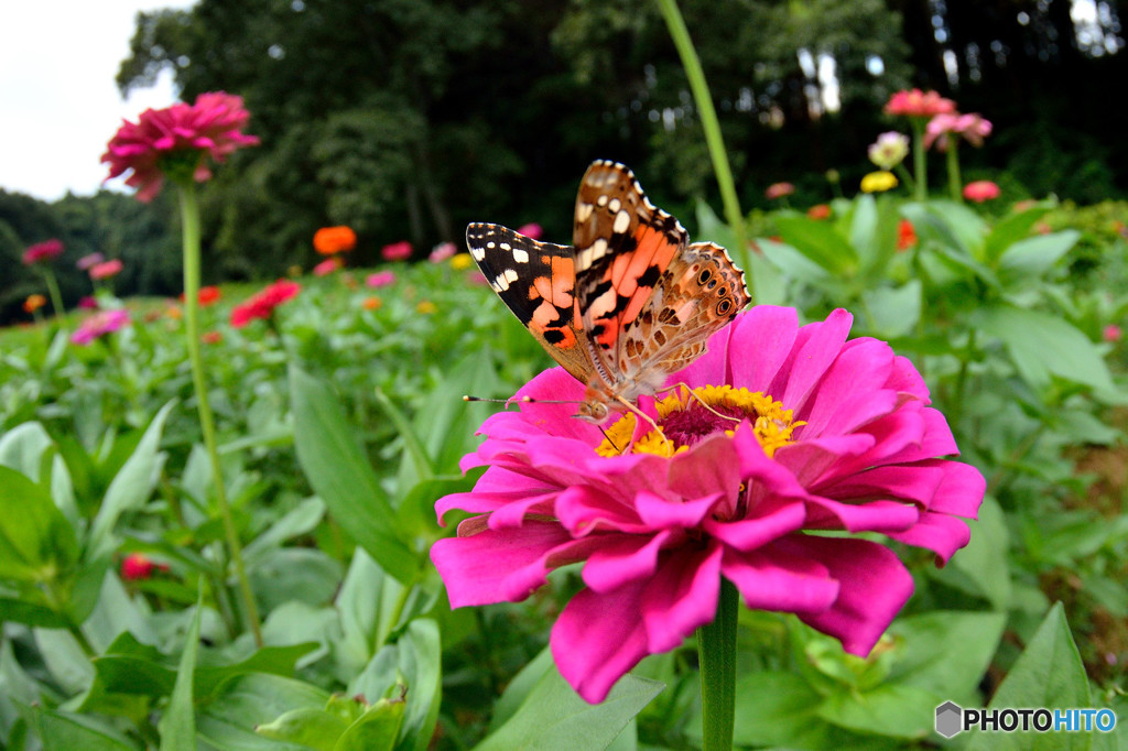 ジニア畑のヒメアカタテハ