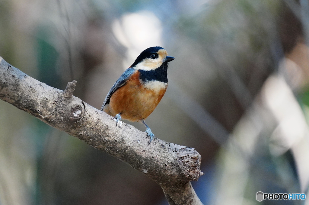 陽気なヤマガラさん