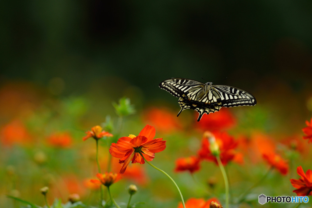 アゲハチョウの飛翔