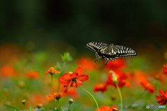 アゲハチョウの飛翔