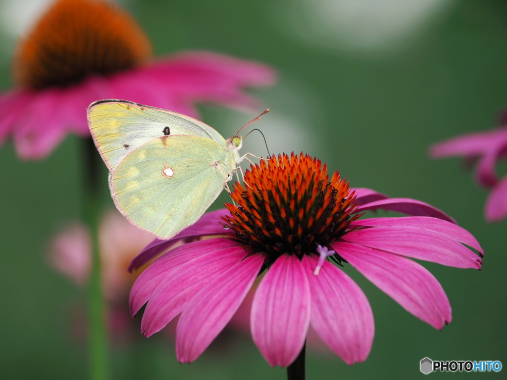 エキナセアとモンキチョウ