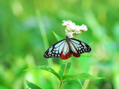 癒しの森