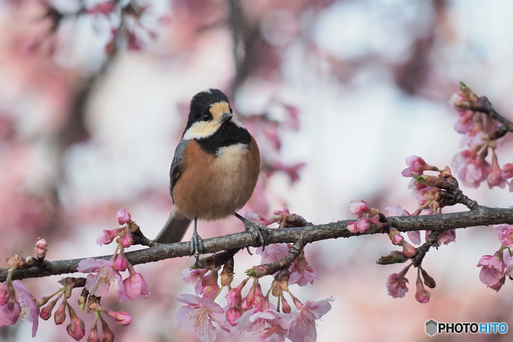 春の息吹