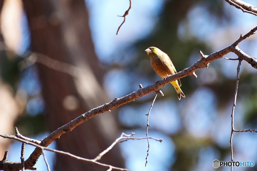 公園のカワラヒワ
