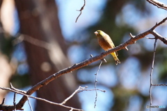 公園のカワラヒワ