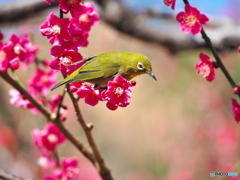 春浅し
