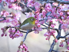 春の兆し