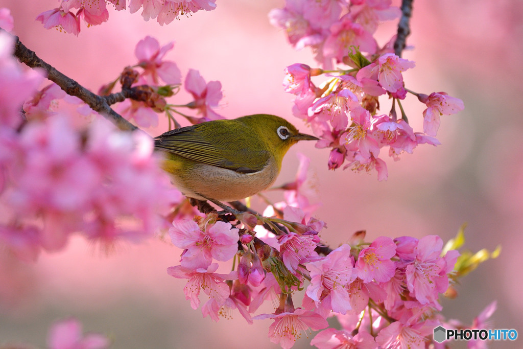 河津桜に