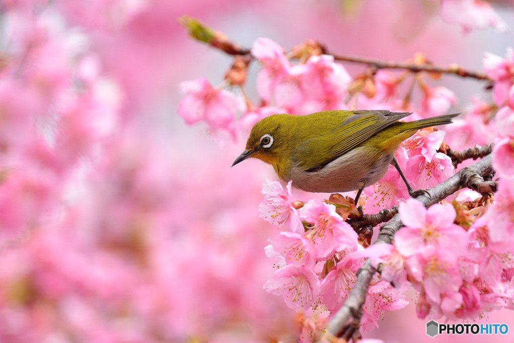 春の息吹