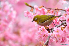 春の息吹